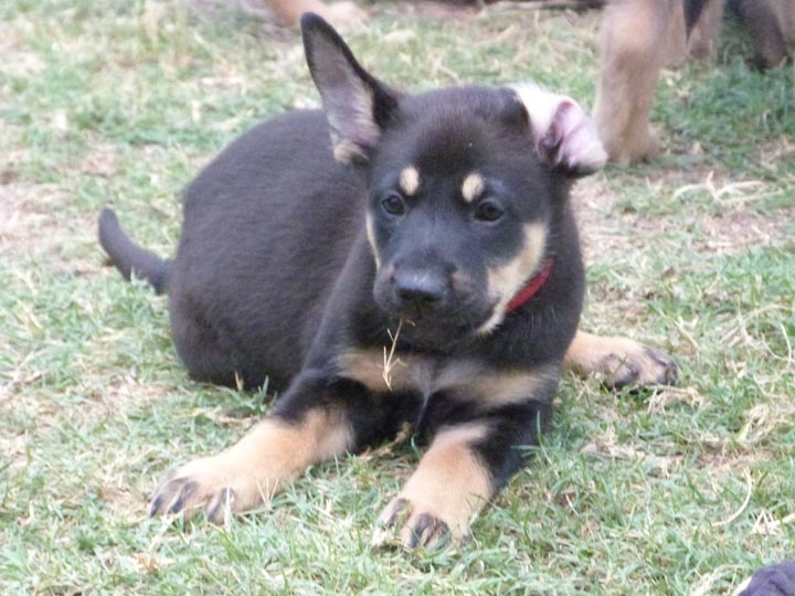 chinook dog